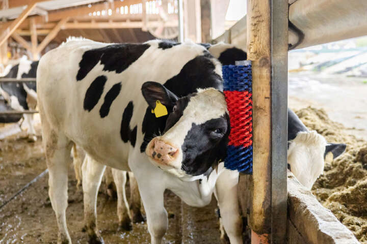 KERBL Kratzbürste XL